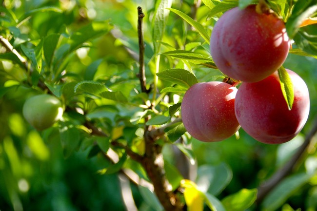 arbol fruto hueso