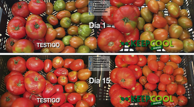 Estudio del tomate con los filtros KEEPCOOL