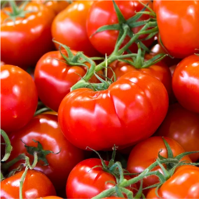 Tomates frescos en su punto de maduración
